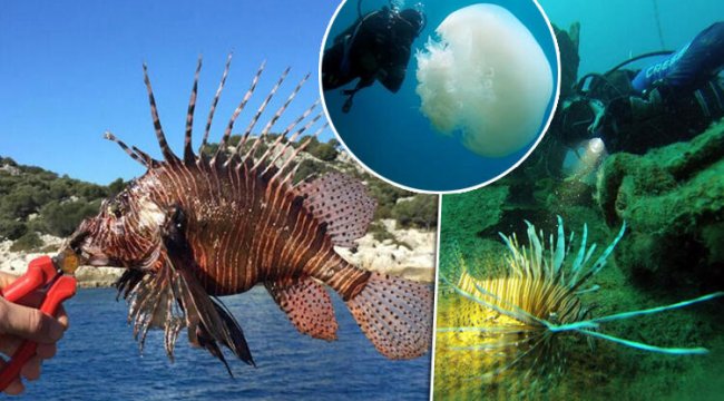 Antalya Körfezi&#039;nde görüldü! Boyları 30 santimi geçti, kıyılara yaklaşıyor