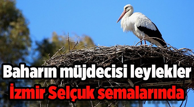 Baharın müjdecisi leylekler Efes Selçuk semalarında