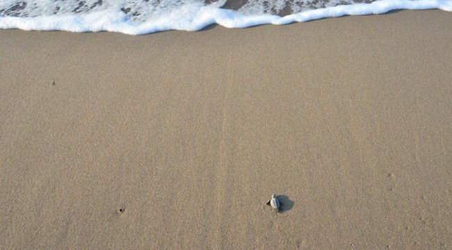 Caretta carettaların üreme alanıyla ilgili önemli düzenleme! Yürürlüğe girdi...