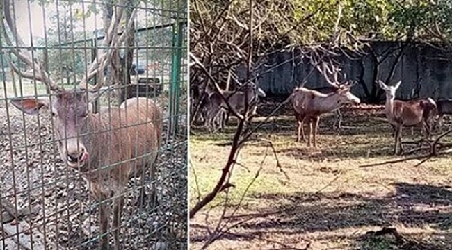 Hayvanat bahçesinden geyik kaçırıp yediler!