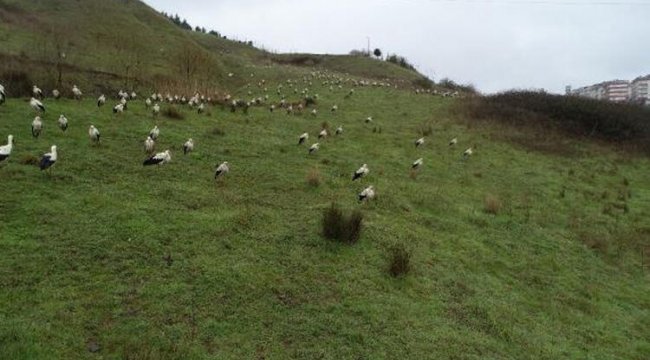 İstanbul'u leylekler bastı! TEM kenarı, Arnavutköy, Davutpaşa...