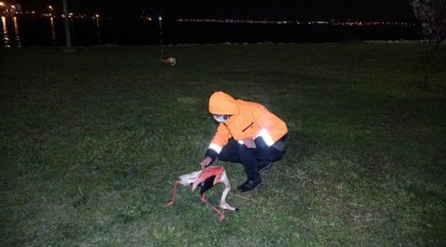 İzmir'de 9 flamingonun şüpheli ölümü!