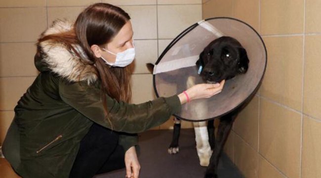 Otomobil çarpan 'Zeytin'in kaza öncesi tüfekle vurulduğu ortaya çıktı