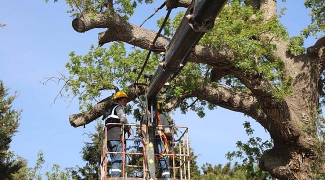 Asırlık Ağaçlara İnce Dokunuş