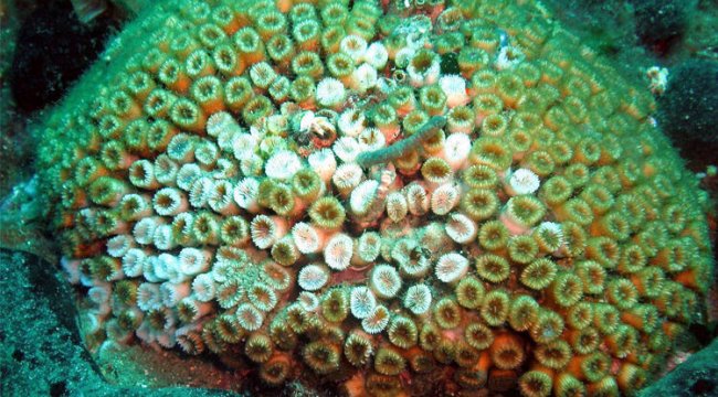 Denizlerdeki tehlike korkutucu düzeye doğru gidiyor