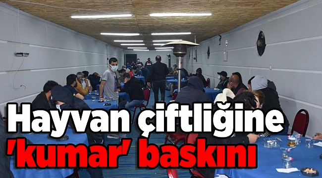 Hayvan çiftliğine 'kumar' baskını