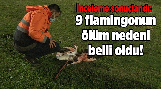 İnceleme sonuçlandı: 9 flamingonun ölüm nedeni belli oldu!