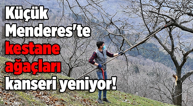 Küçük Menderes&#039;te kestane ağaçları kanseri yeniyor!