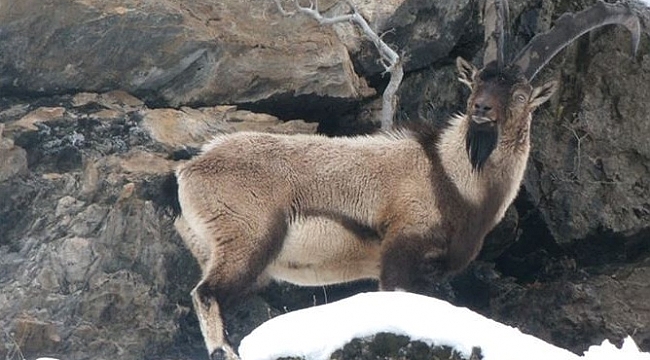 12 ilde hayvan katliamı ihalesi