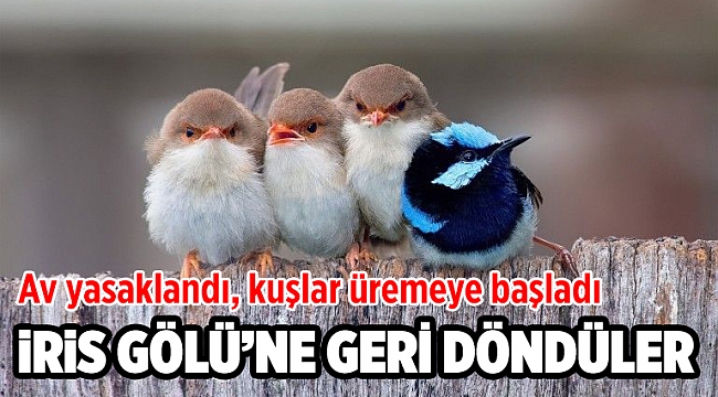 Av yasaklandı, kuşlar İris Gölü’ne döndü