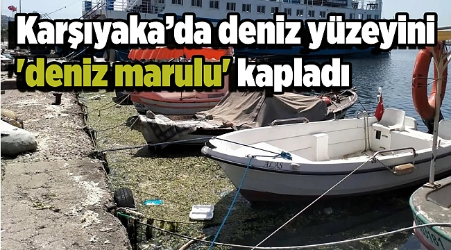 Denizin yüzeyini 'deniz marulu' kapladı