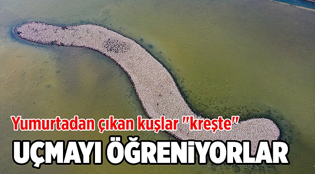 İzmir&#039;deki &#039;flamingo adası&#039; kuluçkaya yatan binlerce allı turnaya kucak açtı