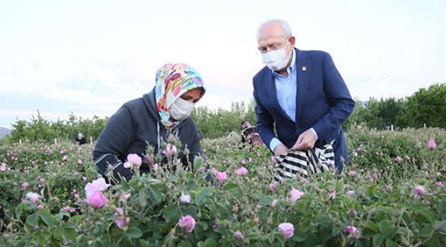 Kılıçdaroğlu, gün doğumunda işçilerle gül topladı