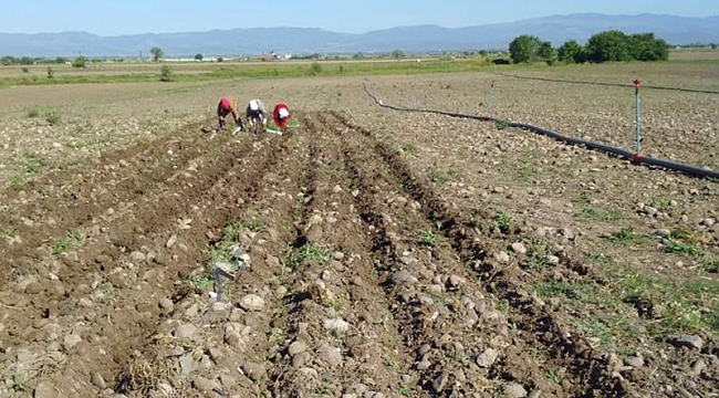 Kınık’ta adaçayı ekimi başladı
