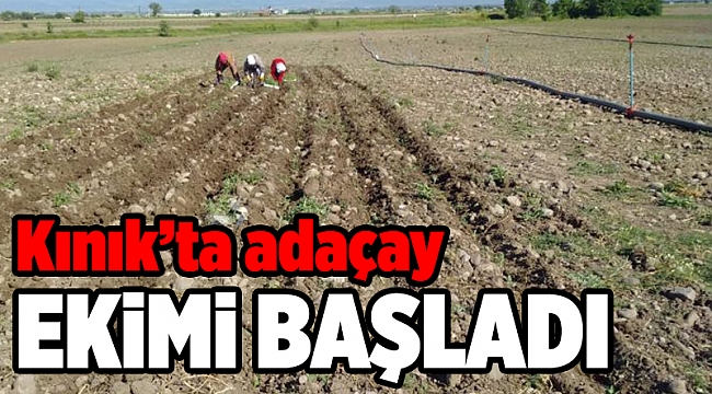 Kınık’ta adaçayı ekimi başladı