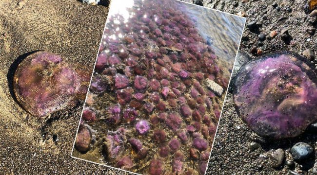 Korkutan görüntü! Akdeniz'de sayıları giderek artıyor