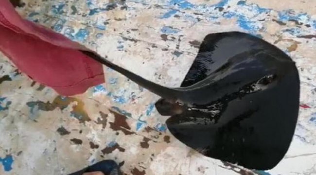 Nesli tehlike altında... Mor vatoz oltaya takıldı