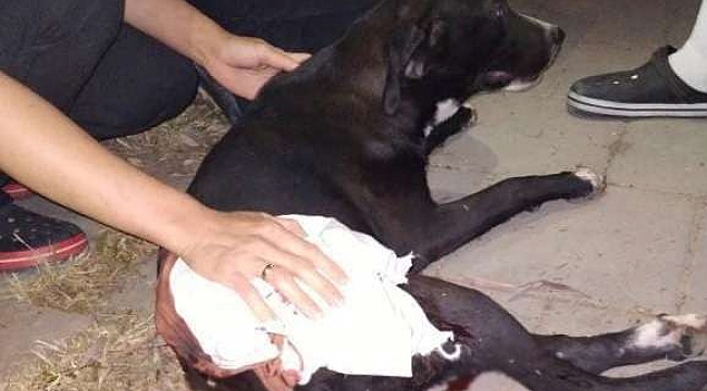 Vicdansızlar! Köpeği yaralayıp kaçtılar