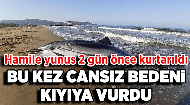 2 gün önce kurtarılan hamile yunusun bu kez cansız bedeni kıyıya vurdu