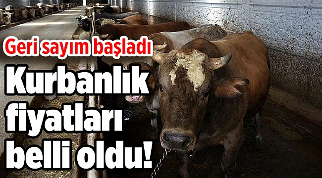 2021 kurbanlık fiyatları belli oldu!