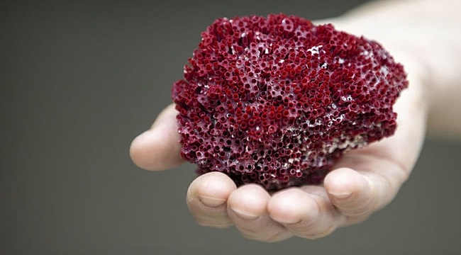 Aktarlarda satılıyor! Adı: Kardeş kanı! Dikkat öldürüyor!