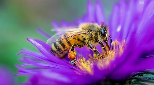 Arı nesli yok olmakla karşı karşıya