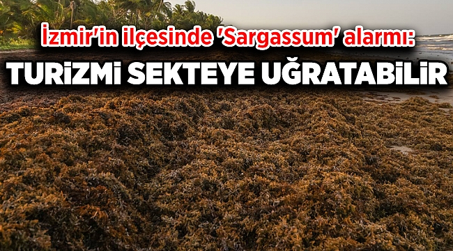 İzmir'in Dikili ilçesi kıyılarında 'Sargassum' türü yosunlar görülmeye başladı.