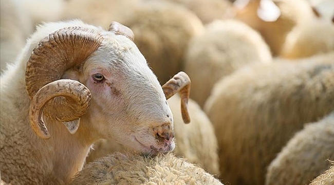 Kurban satış ve kesimine ilişkin kurallar belirlendi