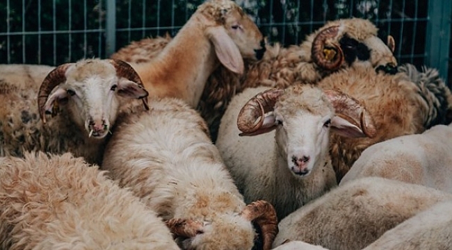 Kurbanlık fiyatlarında yüzde 20 artış olacak!