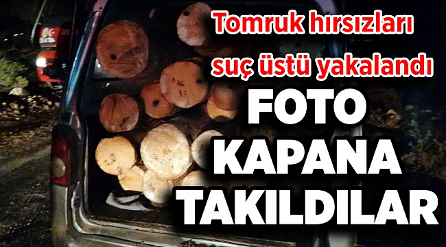 Tomruk hırsızlarına suç üstü: Foto kapana takıldılar!