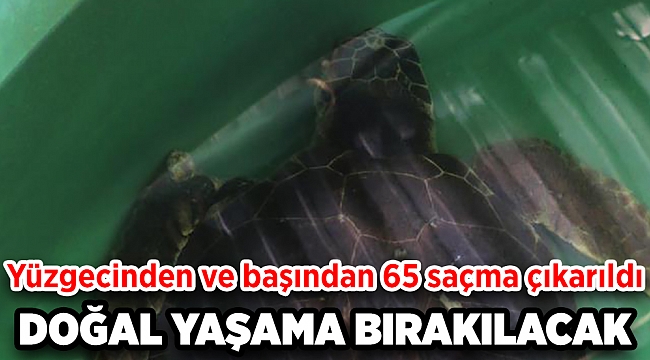Yüzgecinden ve başından 65 saçma çıkarılan caretta caretta "Damla" tedavi ediliyor