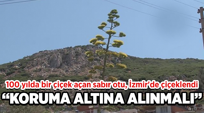 100 yılda bir çiçek açan sabır otu, İzmir&#039;de çiçeklendi