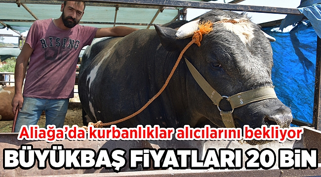 Aliağa'da Kurbanlıklar Alıcılarını Bekliyor