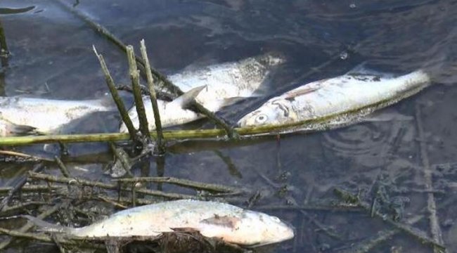 Alibeyköy Barajı'nda korkutan görüntü!