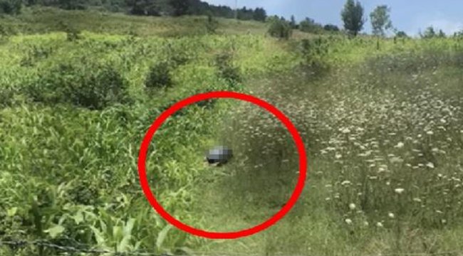 Bartın&#039;da iğrenç olay! Tarlada köpeğe cinsel istismarda bulundu