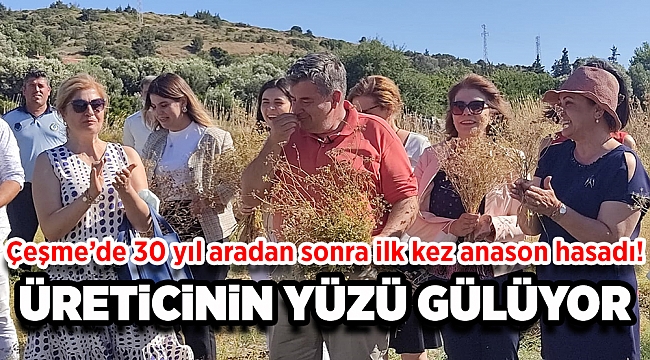 Çeşme’de 30 yıl aradan sonra ilk kez anason hasadı!