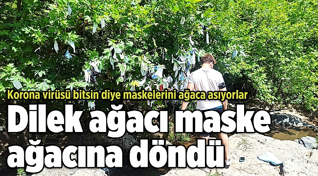 Dilek ağacı maske ağacına döndü