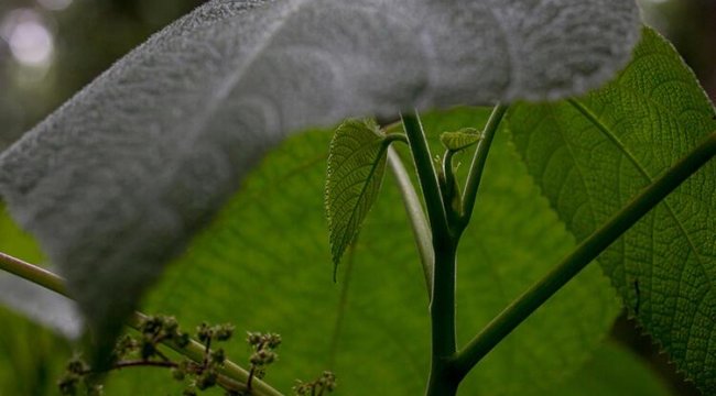 Dünyanın en korkutucu bitkisi...  'Bir insanın dayanamayacağı kadar acı verici'