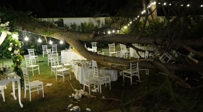 Kır düğününde ağaç devrildi: Ölü ve yaralılar var