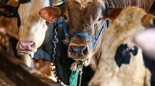 Kurban fiyatları ne kadar olacak?