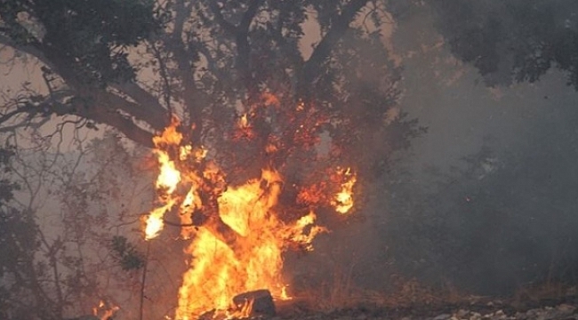 Manisa'da ormanlık alanda 6 farklı noktada yangın
