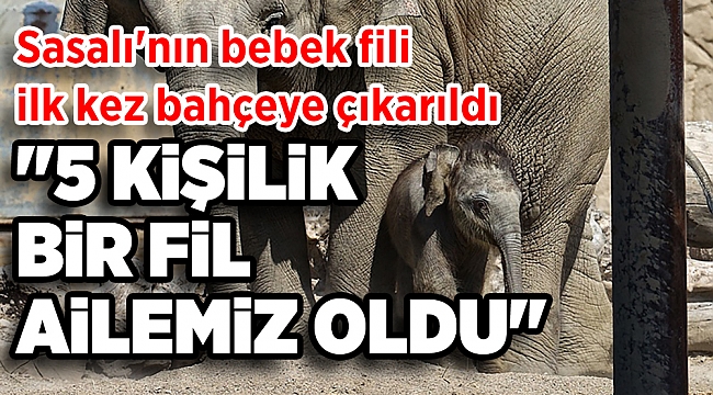 Sasalı'nın bebek fili ilk kez bahçeye çıkarıldı