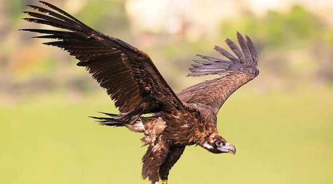 Sayıları 400’e çıktı... Artık daha özgür