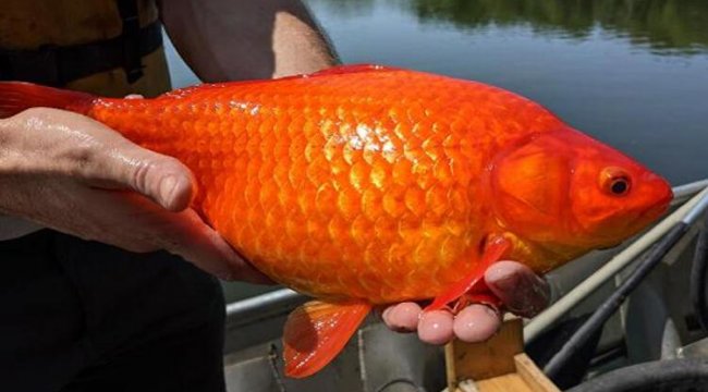 Süs balığı felaketi! 'Heves kaçınca' atılıyor, bakın neye yol açıyor...