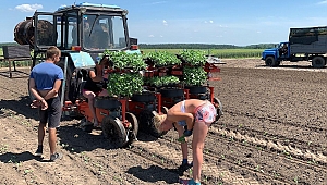 Tarlada Çalışan Ukraynalı Çiftçi Kadınların Gündem Olan Görüntüleri