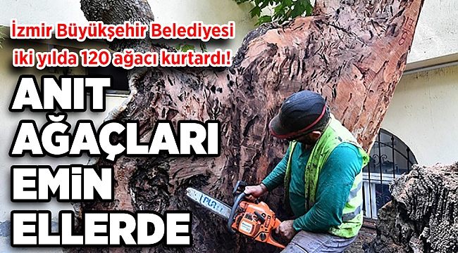 Anıt ağaçlar emin ellerde