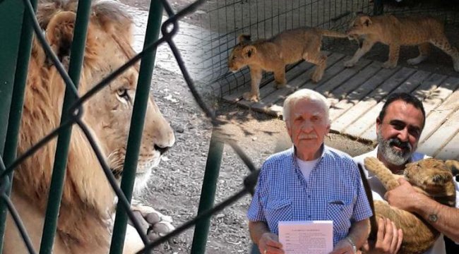 Ankara'da aslan kükreme sesinden uyuyamıyorlar! Mahallenin kâbusu oldular