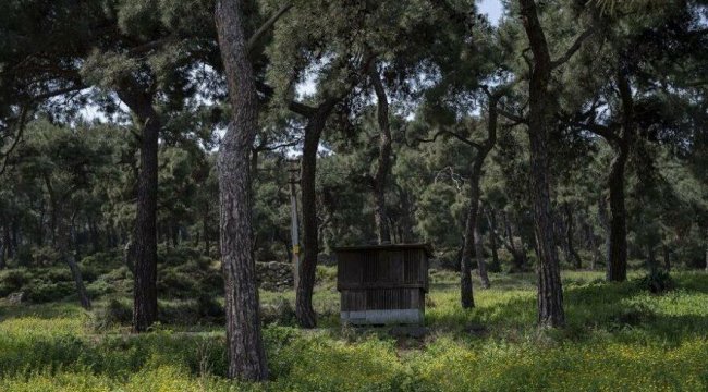 Büyükada’da ‘sabotaj’ gözaltısı