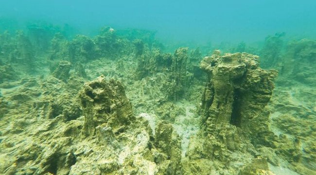 Dünyanın en büyüğü Van Gölü&#039;nde