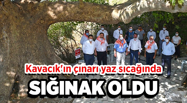 Kavacık'ın çınarı yaz sıcağında sığınak oldu